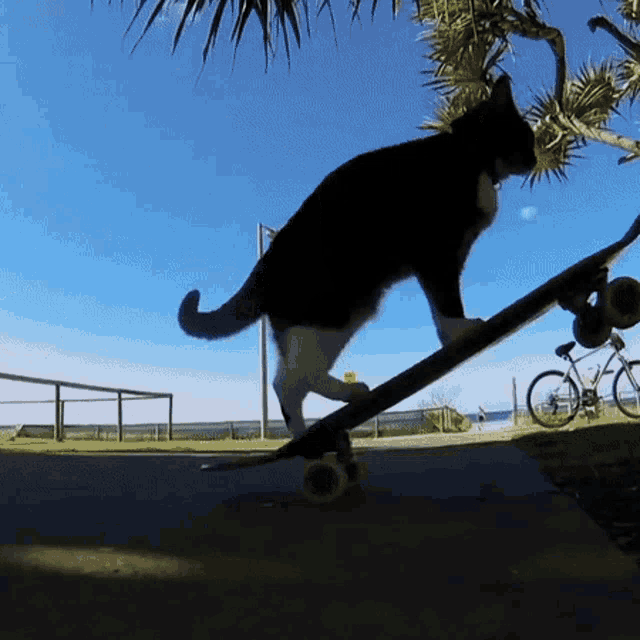 cat on skateboard